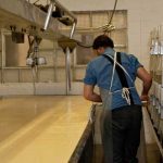after-the-vertical-cutting-the-cheese-is-cut-horizontally-across-the-vat-when-the-cutting-is-complete-the-cheese-is-cooked-for-approximately-30-minutes-at-this-point-the-vat-contains-around-2000-pounds-of-cheese-curds-floating-in-the-whey-the-curds-and-whey-are-agitated-and-the-ph-level-rises